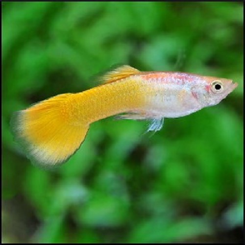 Guppy golden yellow male